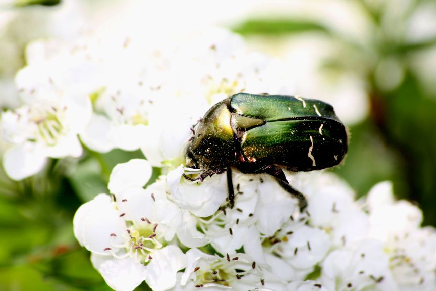 Cetonia aurata pisana